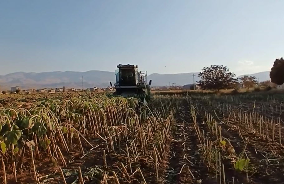 هد برداشت آفتابگردان با کمباین
